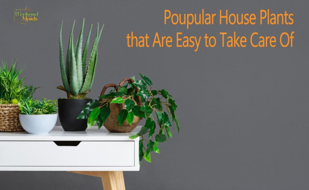 Indoor Plants on Top of a White Desk branded 1